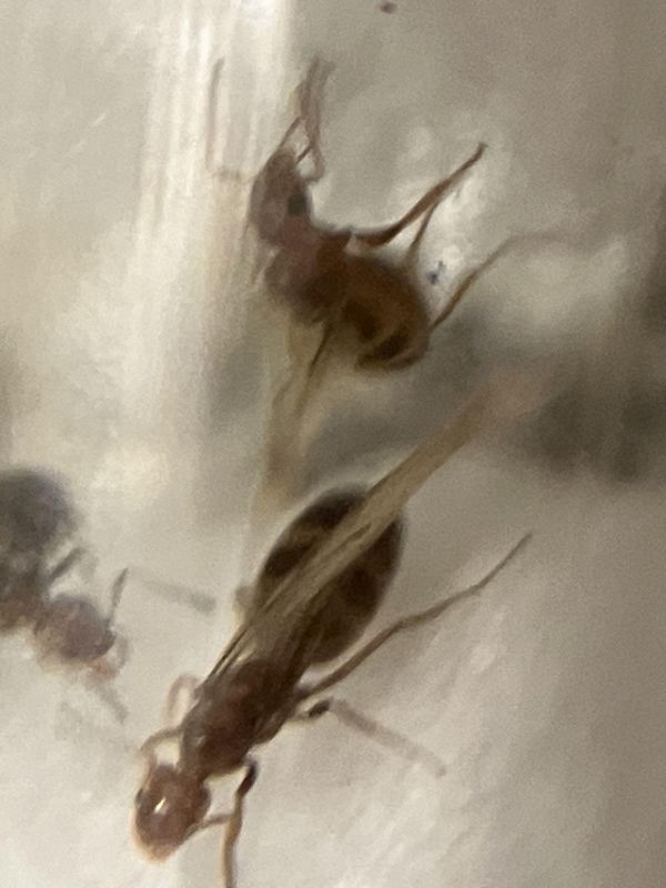 Forelius pruinosus ID (I think)