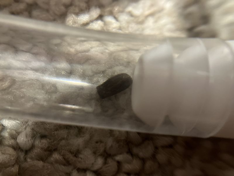 lil grub lil grub