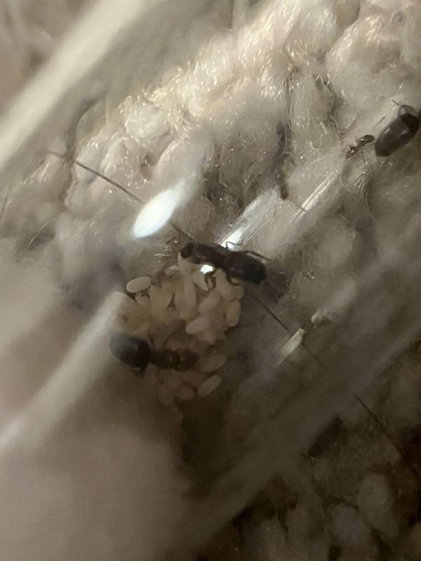 Brachymyrmex patagonicus nanitics!!!!!!