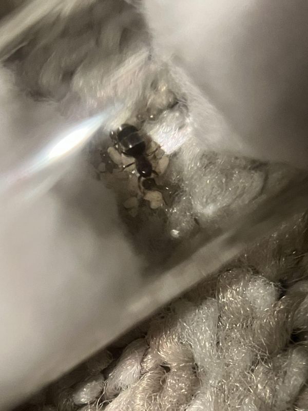 Brachymyrmex patagonicus nanitics!!!!!!