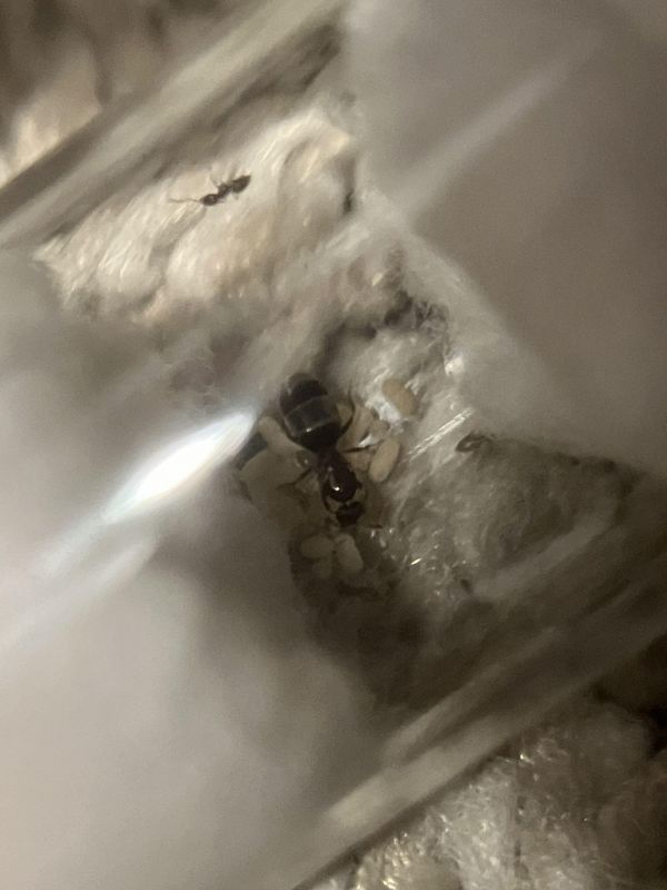 Brachymyrmex patagonicus nanitics!!!!!!