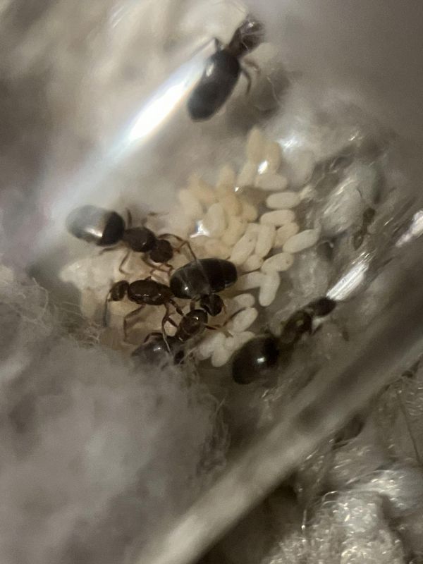 Brachymyrmex patagonicus nanitics!!!!!!