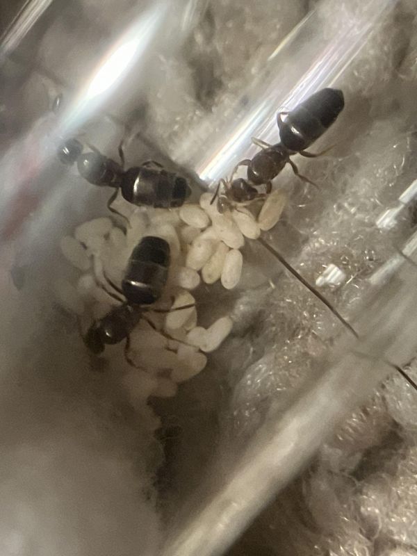 Brachymyrmex patagonicus nanitics!!!!!!