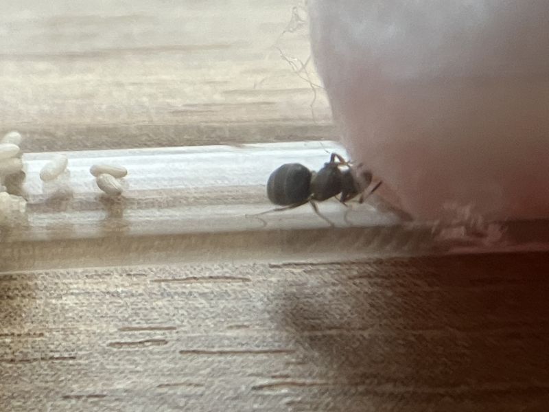 Brachymyrmex patagonicus