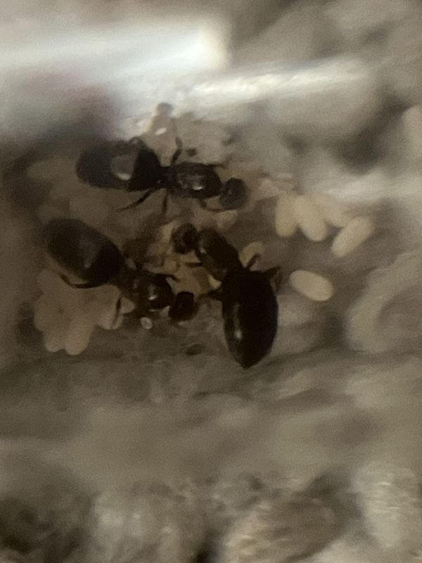 Brachymyrmex patagonicus nanitics!!!!!!