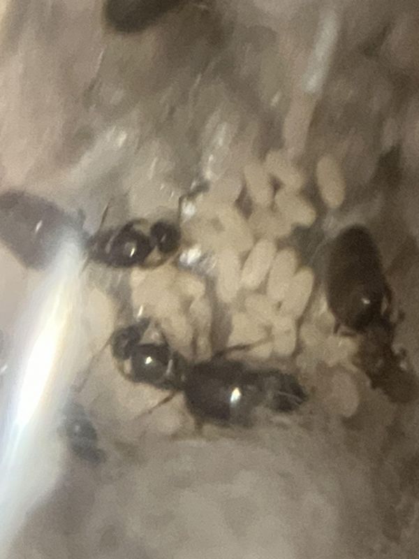 Brachymyrmex patagonicus