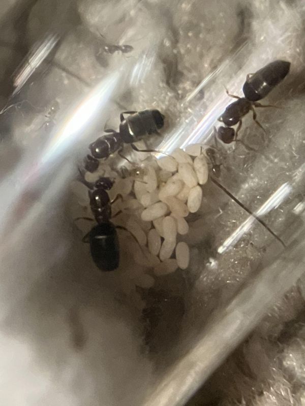 Brachymyrmex patagonicus nanitics!!!!!!
