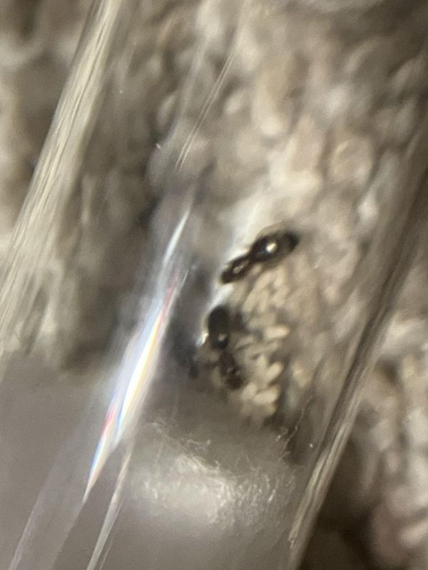 Brachymyrmex patagonicus