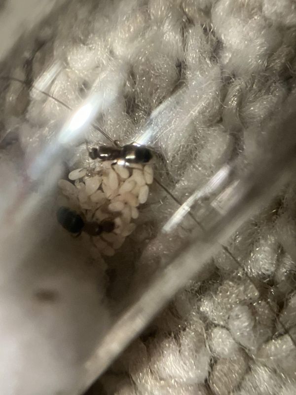 Brachymyrmex patagonicus nanitics!!!!!!