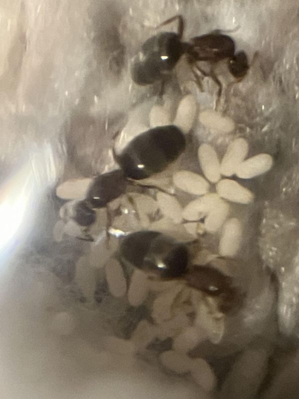 Brachymyrmex patagonicus