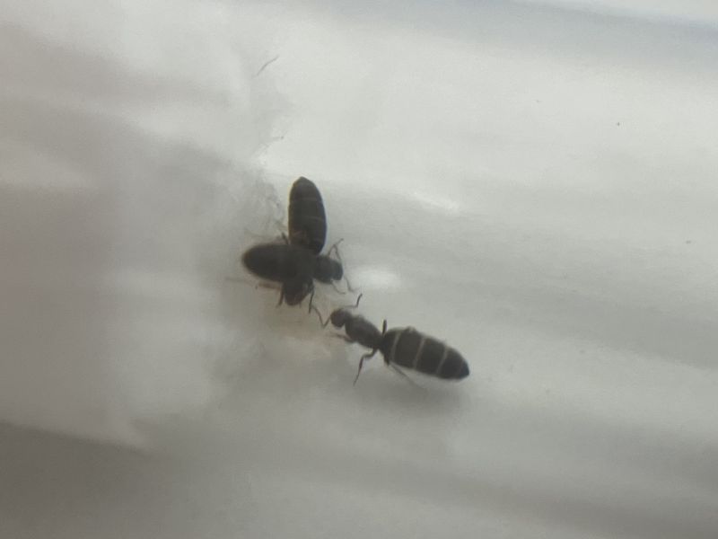 Brachymyrmex patagonicus