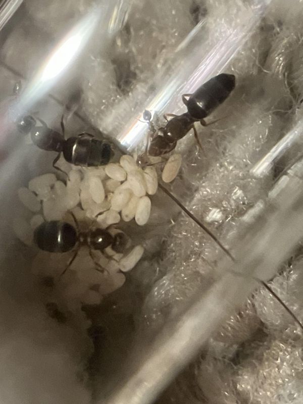 Brachymyrmex patagonicus nanitics!!!!!!
