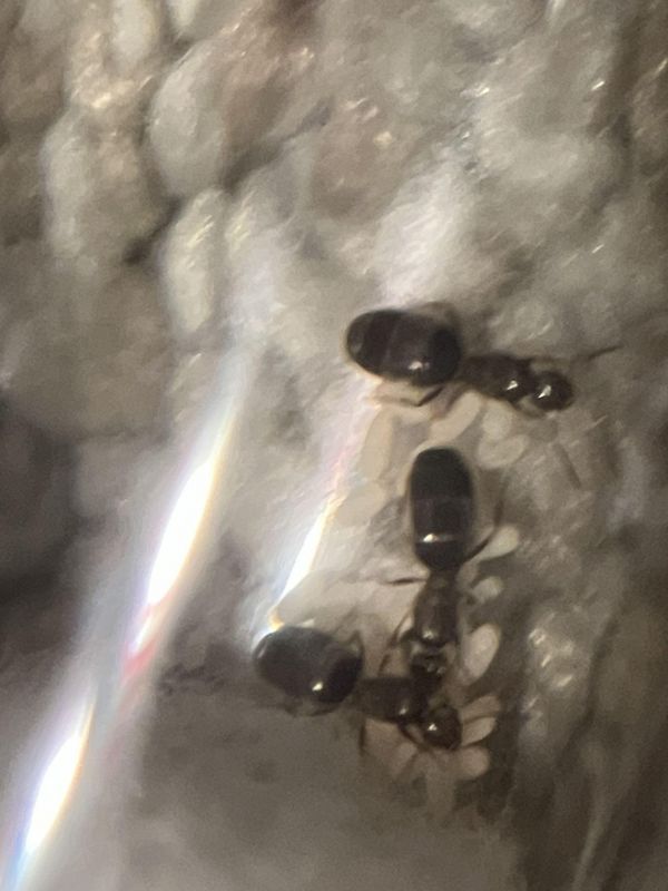 Brachymyrmex patagonicus