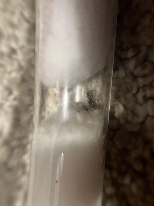 Brachymyrmex patagonicus