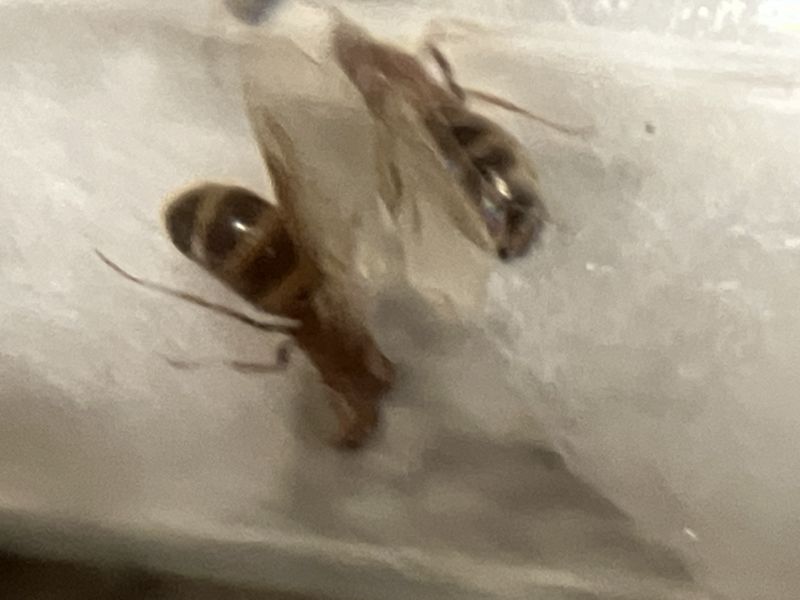 Forelius pruinosus ID (I think)