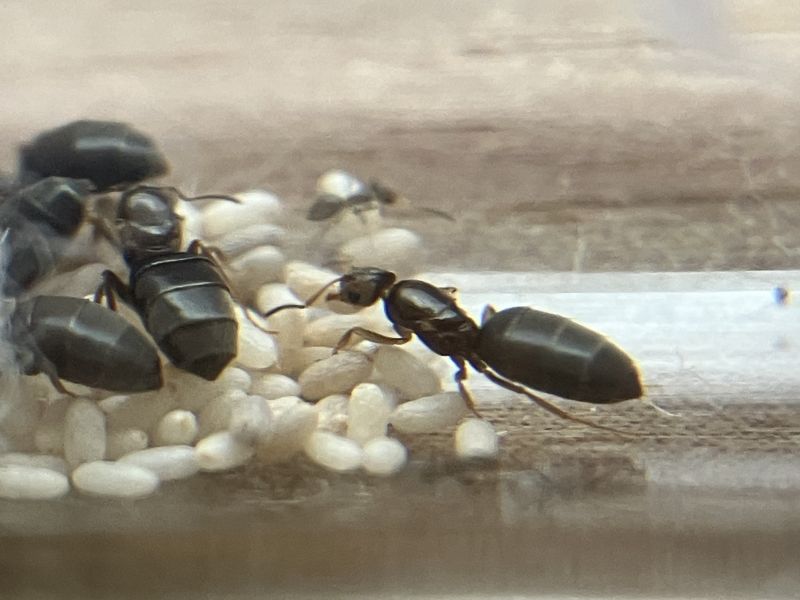 Brachymyrmex patagonicus