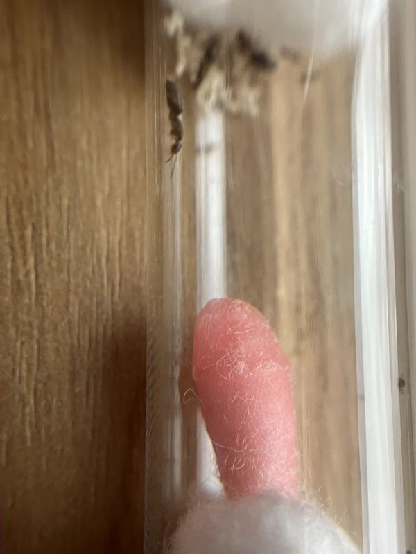 Brachymyrmex patagonicus