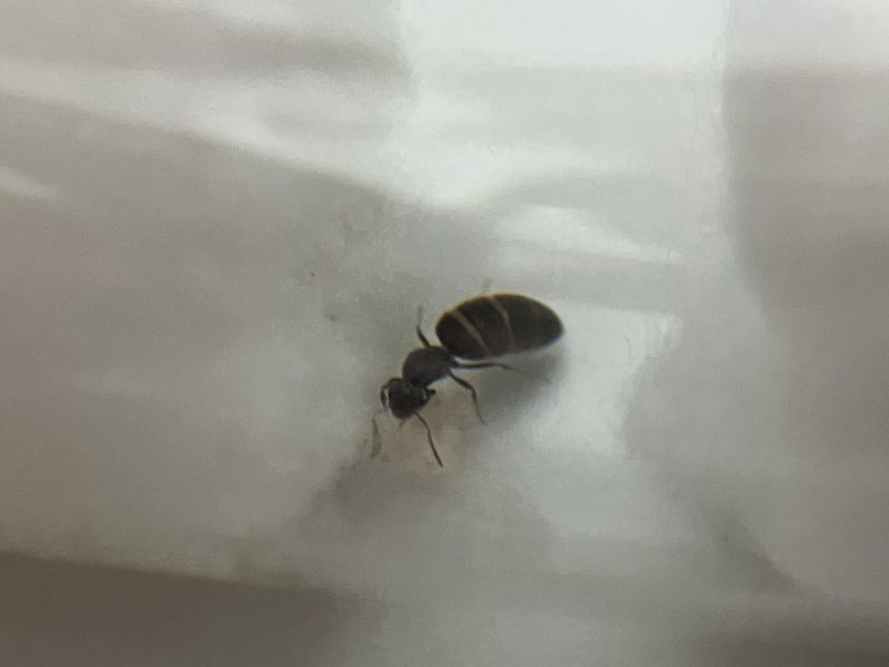 Brachymyrmex patagonicus