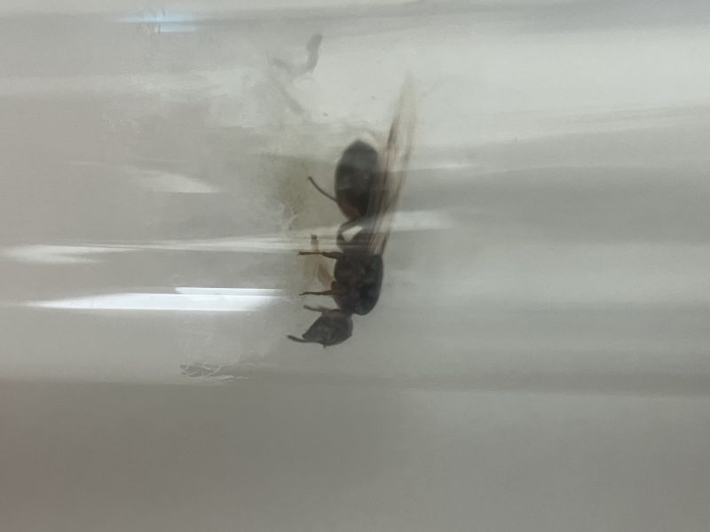 Solenopsis invicta (pretty sure)