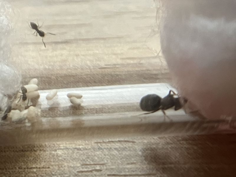 Brachymyrmex patagonicus