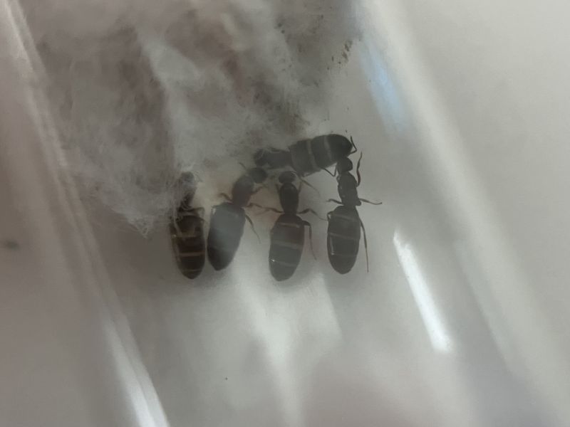 brachymyrmex patagonicus