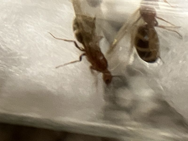 Forelius pruinosus ID (I think)