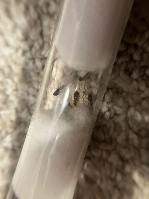 Brachymyrmex patagonicus