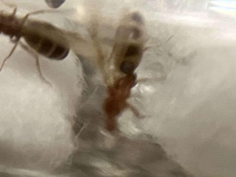 Forelius pruinosus ID (I think)