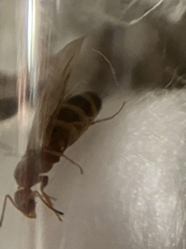 Forelius pruinosus ID (I think)