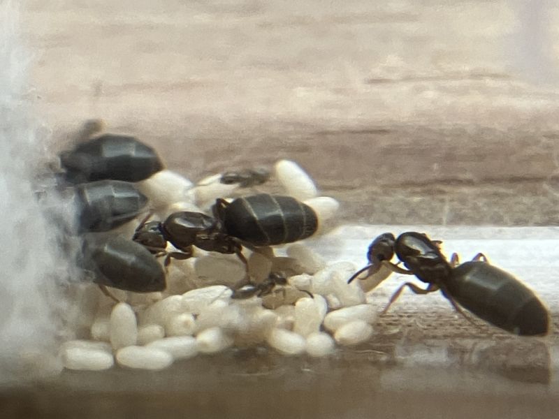 Brachymyrmex patagonicus