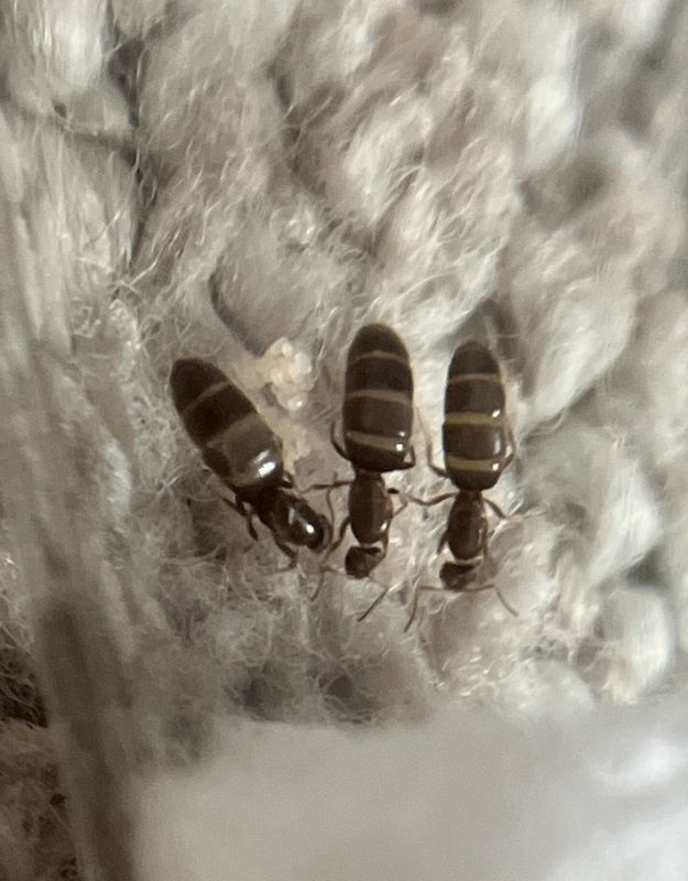 3 queen2 3 queen2