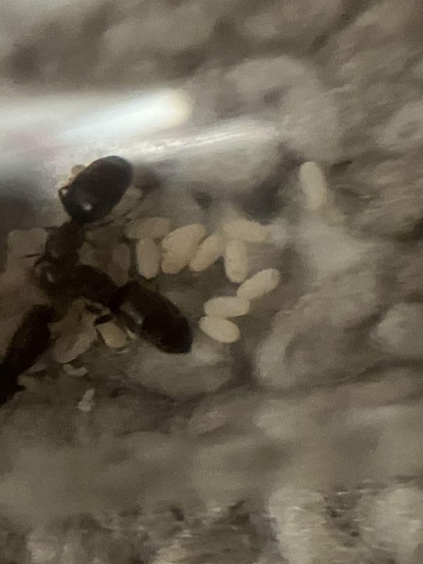 Brachymyrmex patagonicus nanitics!!!!!!