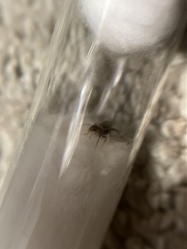 Nylanderia vividuala