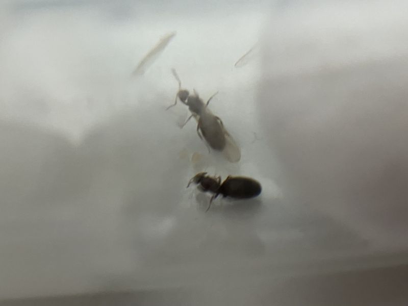 brachymyrmex patagonicus