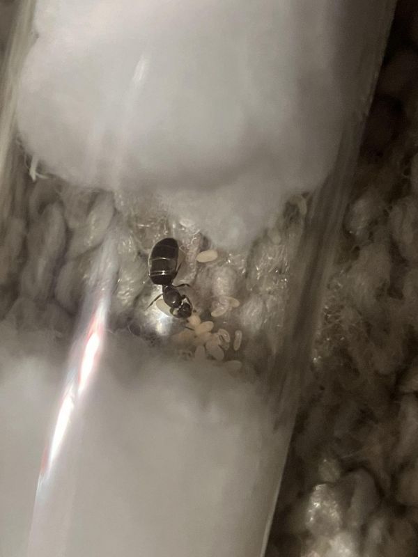 Brachymyrmex patagonicus