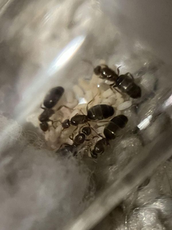 Brachymyrmex patagonicus nanitics!!!!!!