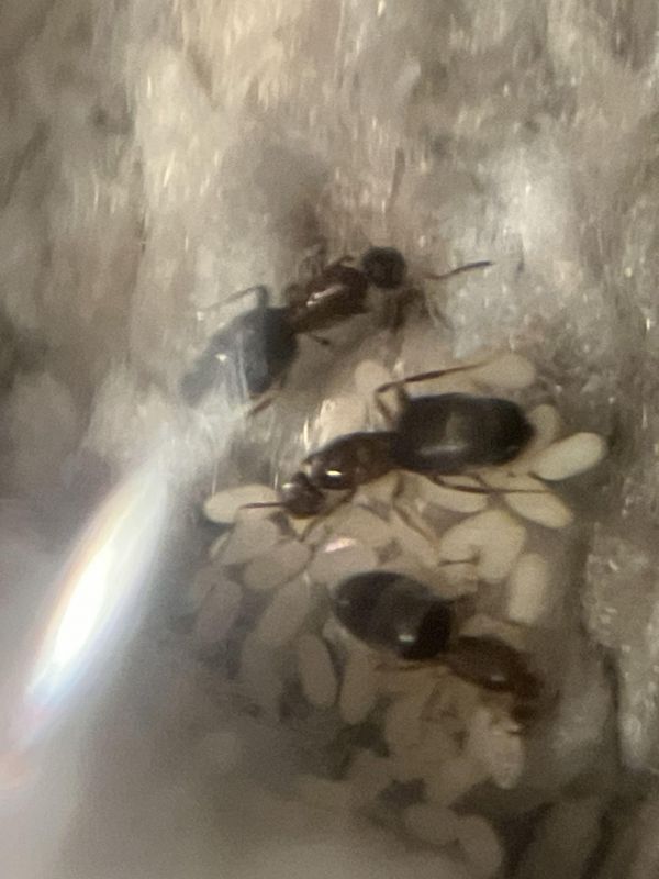 Brachymyrmex patagonicus