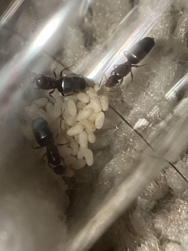 Brachymyrmex patagonicus nanitics!!!!!!