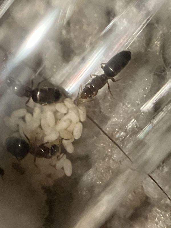 Brachymyrmex patagonicus nanitics!!!!!!