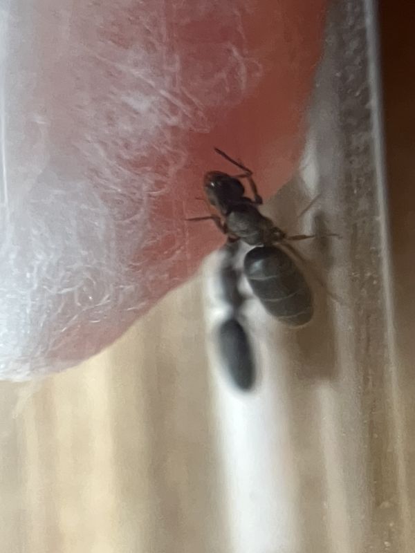 Brachymyrmex patagonicus