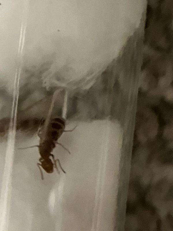 Forelius pruinosus ID (I think)