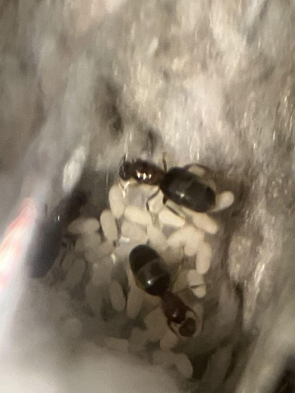 Brachymyrmex patagonicus