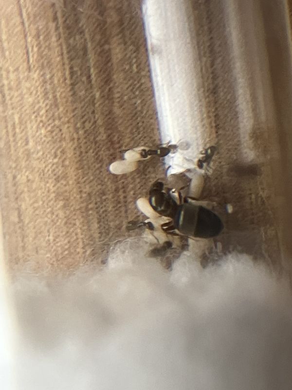 Brachymyrmex patagonicus