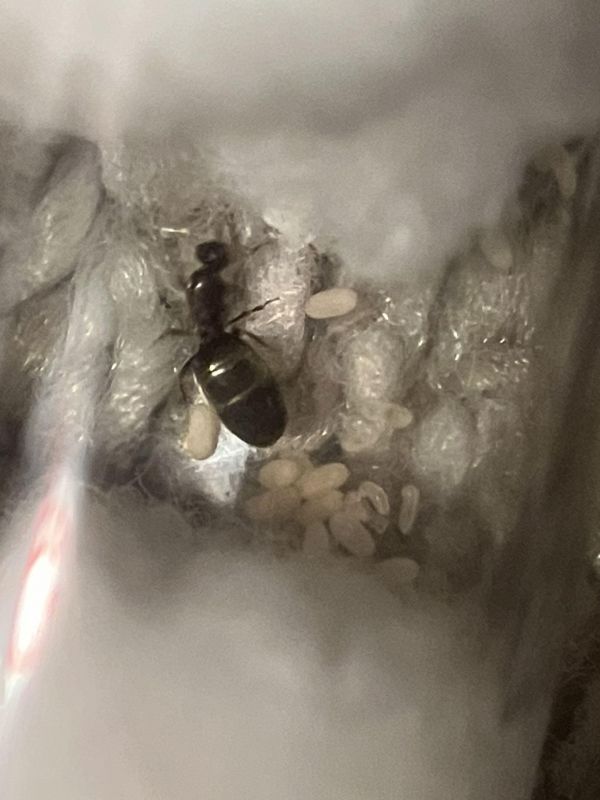 Brachymyrmex patagonicus