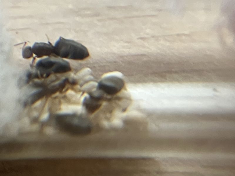 Brachymyrmex patagonicus