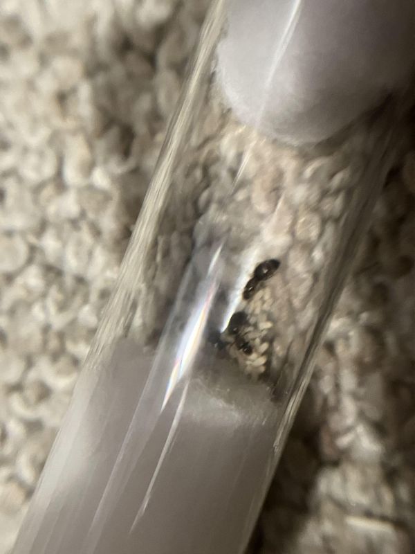 Brachymyrmex patagonicus