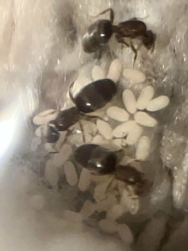 Brachymyrmex patagonicus