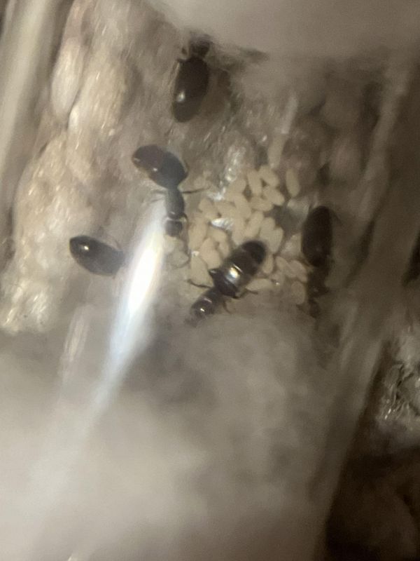 Brachymyrmex patagonicus