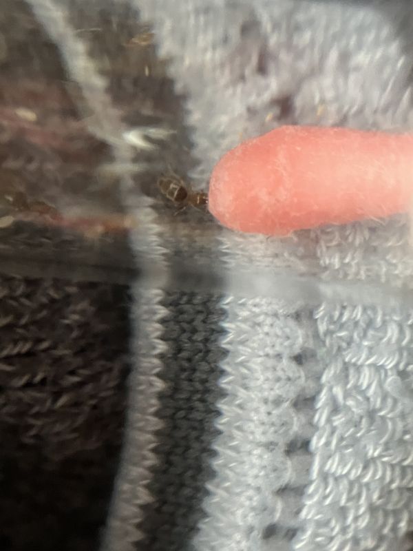 Brachymyrmex patagonicus