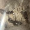 Brachymyrmex patagonicus